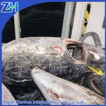 40kg up frozen tuna fish price yellowfin tuna Ultralow freeze